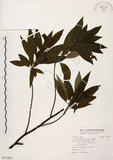 中文名:山胡椒(S112862)學名:Litsea cubeba (Lour.) Pers.(S112862)英文名:Moutain Spicy Tree