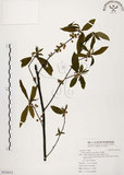 中文名:山胡椒(S116513)學名:Litsea cubeba (Lour.) Pers.(S116513)英文名:Moutain Spicy Tree