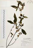 中文名:山胡椒(S117108)學名:Litsea cubeba (Lour.) Pers.(S117108)英文名:Moutain Spicy Tree