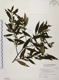 中文名:山胡椒(S119439)學名:Litsea cubeba (Lour.) Pers.(S119439)英文名:Moutain Spicy Tree