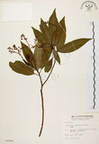 中文名:香楠(S006998)學名:Machilus zuihoensis Hayata(S006998)英文名:Incense Machilus, Incense Nanmu