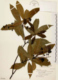 中文名:香楠(S021694)學名:Machilus zuihoensis Hayata(S021694)英文名:Incense Machilus, Incense Nanmu