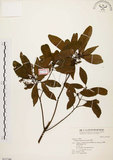 中文名:香楠(S031246)學名:Machilus zuihoensis Hayata(S031246)英文名:Incense Machilus, Incense Nanmu