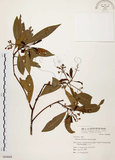 中文名:香楠(S064669)學名:Machilus zuihoensis Hayata(S064669)英文名:Incense Machilus, Incense Nanmu