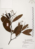 中文名:香楠(S088795)學名:Machilus zuihoensis Hayata(S088795)英文名:Incense Machilus, Incense Nanmu