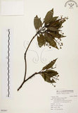 中文名:香楠(S092897)學名:Machilus zuihoensis Hayata(S092897)英文名:Incense Machilus, Incense Nanmu