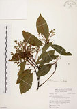 中文名:香楠(S100381)學名:Machilus zuihoensis Hayata(S100381)英文名:Incense Machilus, Incense Nanmu