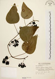 中文名:千金藤 (S000282)學名:Stephania japonica (Thunb. ex Murray) Miers(S000282)中文別名:金線吊烏龜
