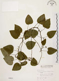 中文名:千金藤 (S002823)學名:Stephania japonica (Thunb. ex Murray) Miers(S002823)中文別名:金線吊烏龜