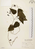 中文名:千金藤 (S003712)學名:Stephania japonica (Thunb. ex Murray) Miers(S003712)中文別名:金線吊烏龜