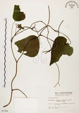 中文名:千金藤 (S003789)學名:Stephania japonica (Thunb. ex Murray) Miers(S003789)中文別名:金線吊烏龜