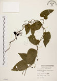 中文名:千金藤 (S007062)學名:Stephania japonica (Thunb. ex Murray) Miers(S007062)中文別名:金線吊烏龜