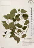 中文名:千金藤 (S016997)學名:Stephania japonica (Thunb. ex Murray) Miers(S016997)中文別名:金線吊烏龜