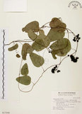 中文名:千金藤 (S017008)學名:Stephania japonica (Thunb. ex Murray) Miers(S017008)中文別名:金線吊烏龜