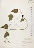 中文名:千金藤 (S030827)學名:Stephania japonica (Thunb. ex Murray) Miers(S030827)中文別名:金線吊烏龜