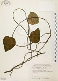 中文名:千金藤 (S035483)學名:Stephania japonica (Thunb. ex Murray) Miers(S035483)中文別名:金線吊烏龜