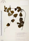 中文名:千金藤 (S035500)學名:Stephania japonica (Thunb. ex Murray) Miers(S035500)中文別名:金線吊烏龜