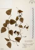 中文名:千金藤 (S036991)學名:Stephania japonica (Thunb. ex Murray) Miers(S036991)中文別名:金線吊烏龜