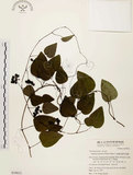 中文名:千金藤 (S039853)學名:Stephania japonica (Thunb. ex Murray) Miers(S039853)中文別名:金線吊烏龜