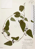 中文名:千金藤 (S050860)學名:Stephania japonica (Thunb. ex Murray) Miers(S050860)中文別名:金線吊烏龜