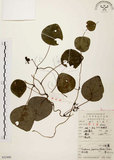 中文名:千金藤 (S052490)學名:Stephania japonica (Thunb. ex Murray) Miers(S052490)中文別名:金線吊烏龜