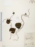 中文名:千金藤 (S052538)學名:Stephania japonica (Thunb. ex Murray) Miers(S052538)中文別名:金線吊烏龜