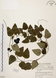 中文名:千金藤 (S053813)學名:Stephania japonica (Thunb. ex Murray) Miers(S053813)中文別名:金線吊烏龜