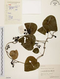 中文名:千金藤 (S056360)學名:Stephania japonica (Thunb. ex Murray) Miers(S056360)中文別名:金線吊烏龜