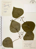 中文名:千金藤 (S057318)學名:Stephania japonica (Thunb. ex Murray) Miers(S057318)中文別名:金線吊烏龜