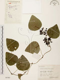 中文名:千金藤 (S057482)學名:Stephania japonica (Thunb. ex Murray) Miers(S057482)中文別名:金線吊烏龜