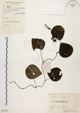 中文名:千金藤 (S058259)學名:Stephania japonica (Thunb. ex Murray) Miers(S058259)中文別名:金線吊烏龜