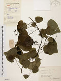 中文名:千金藤 (S061017)學名:Stephania japonica (Thunb. ex Murray) Miers(S061017)中文別名:金線吊烏龜