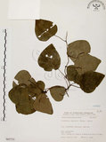 中文名:千金藤 (S065753)學名:Stephania japonica (Thunb. ex Murray) Miers(S065753)中文別名:金線吊烏龜