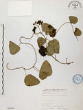 中文名:千金藤 (S066470)學名:Stephania japonica (Thunb. ex Murray) Miers(S066470)中文別名:金線吊烏龜
