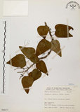 中文名:千金藤 (S066471)學名:Stephania japonica (Thunb. ex Murray) Miers(S066471)中文別名:金線吊烏龜