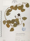 中文名:千金藤 (S066484)學名:Stephania japonica (Thunb. ex Murray) Miers(S066484)中文別名:金線吊烏龜