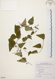 中文名:千金藤 (S068039)學名:Stephania japonica (Thunb. ex Murray) Miers(S068039)中文別名:金線吊烏龜