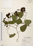 中文名:千金藤 (S080044)學名:Stephania japonica (Thunb. ex Murray) Miers(S080044)中文別名:金線吊烏龜