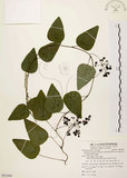 中文名:千金藤 (S081840)學名:Stephania japonica (Thunb. ex Murray) Miers(S081840)中文別名:金線吊烏龜