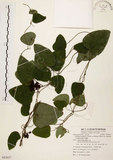 中文名:千金藤 (S082657)學名:Stephania japonica (Thunb. ex Murray) Miers(S082657)中文別名:金線吊烏龜