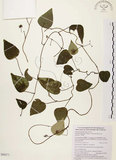 中文名:千金藤 (S088571)學名:Stephania japonica (Thunb. ex Murray) Miers(S088571)中文別名:金線吊烏龜