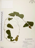 中文名:千金藤 (S093103)學名:Stephania japonica (Thunb. ex Murray) Miers(S093103)中文別名:金線吊烏龜