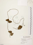 中文名:千金藤 (S108452)學名:Stephania japonica (Thunb. ex Murray) Miers(S108452)中文別名:金線吊烏龜