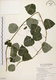 中文名:千金藤 (S119027)學名:Stephania japonica (Thunb. ex Murray) Miers(S119027)中文別名:金線吊烏龜
