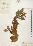 中文名:盤龍木 (S032570)學名:Malaisia scandens (Lour.) Planch.(S032570)中文別名:牛筋藤英文名:Malaisia