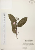 中文名:盤龍木 (S064457)學名:Malaisia scandens (Lour.) Planch.(S064457)中文別名:牛筋藤英文名:Malaisia