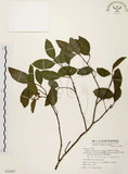 中文名:盤龍木 (S072897)學名:Malaisia scandens (Lour.) Planch.(S072897)中文別名:牛筋藤英文名:Malaisia