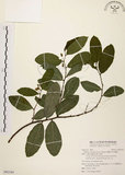 中文名:盤龍木 (S092184)學名:Malaisia scandens (Lour.) Planch.(S092184)中文別名:牛筋藤英文名:Malaisia