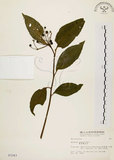 中文名:黑星紫金牛(S003343)學名:Ardisia virens Kurz(S003343)英文名:Black-spotted Ardisia