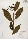 中文名:黑星紫金牛(S006051)學名:Ardisia virens Kurz(S006051)英文名:Black-spotted Ardisia